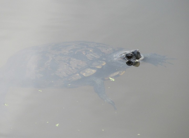 Melanistic Red-ear Slider